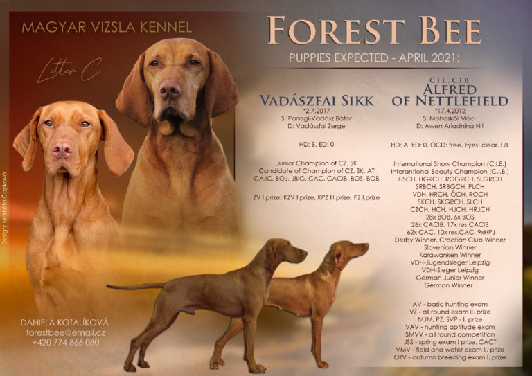 vizsla_final