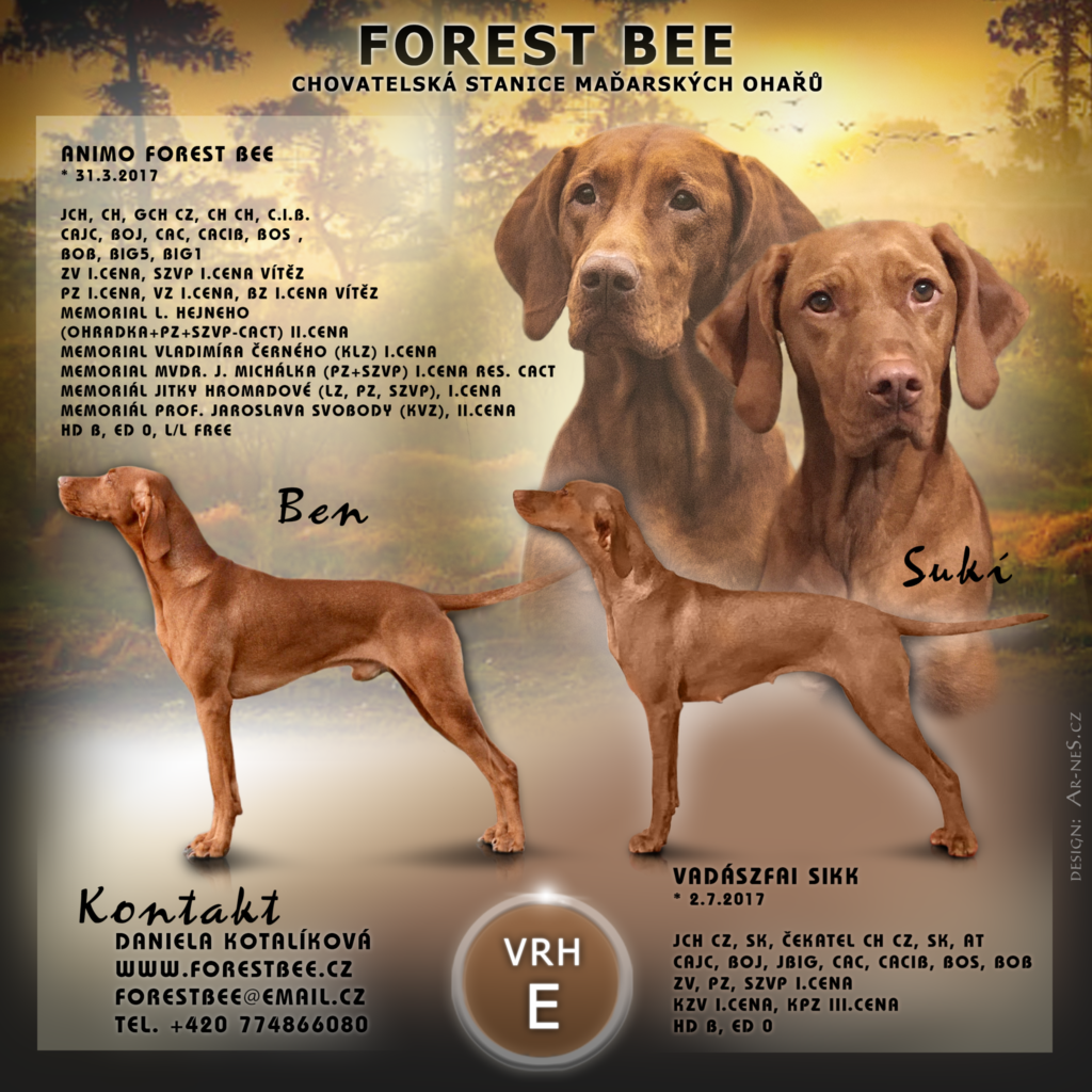 ForestBee_vrhE